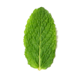 Organic Peppermint Leaf